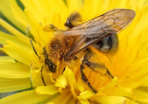 Andrena nitida